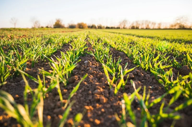 AgriTech AI